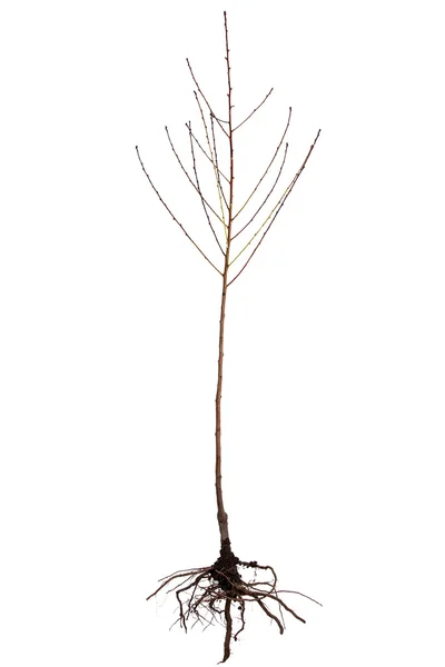 Sapling peach — Stock Photo, Image