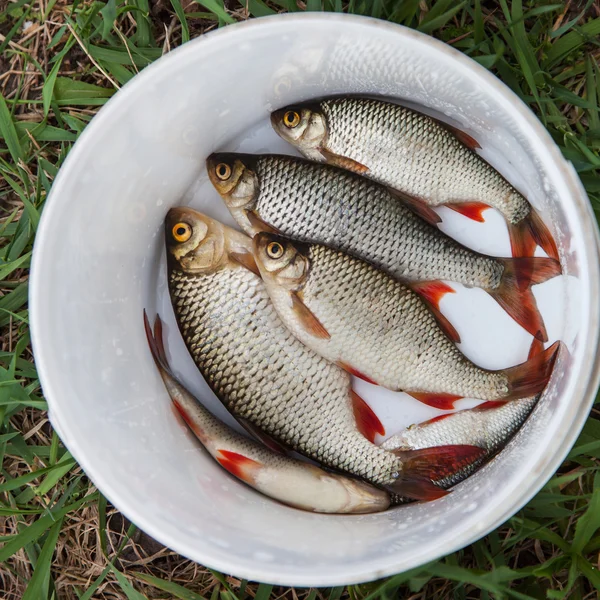 Frischer Fisch roh — Stockfoto