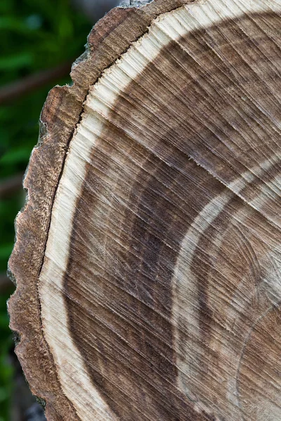 Ceviz günlüklerinin closeup doku — Stok fotoğraf