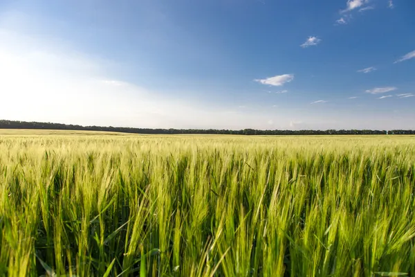 Trigo verde no campo — Fotografia de Stock