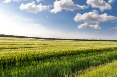 Yeşil buğday alanında