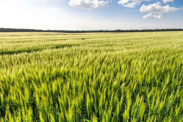 Trigo verde no campo — Fotografia de Stock