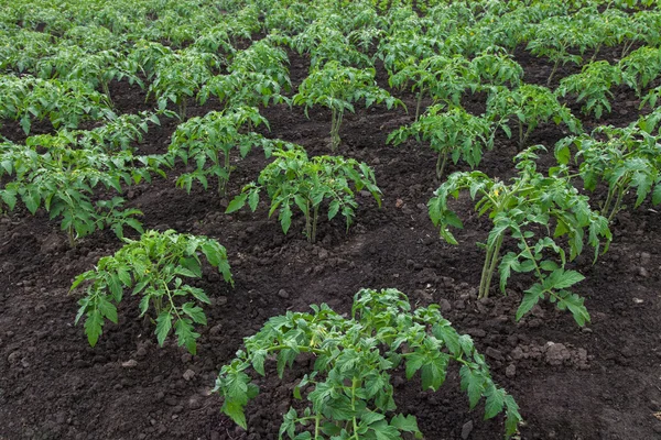 Plantage van jonge tomaten — Stockfoto