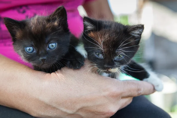 Dois gatinhos negros — Fotografia de Stock