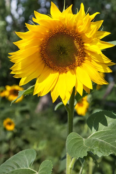 Sunflowers — Stock Photo, Image