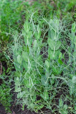 ekili tarım arazileri bezelye