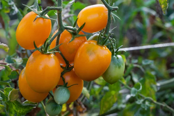 Orange tomatoes growing on branch — Stock Photo, Image