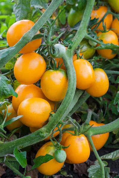Orange tomatoes growing on branch — Stock Photo, Image