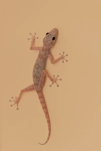 Gecko jaszczurka — Zdjęcie stockowe