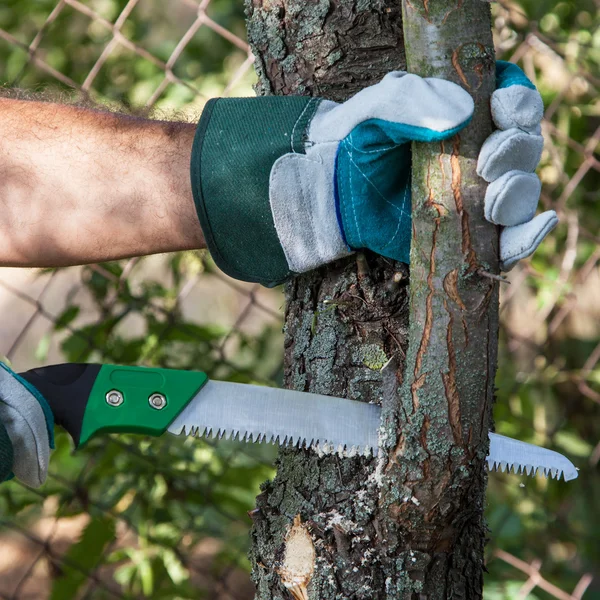 Pruning tree — Stock Photo, Image