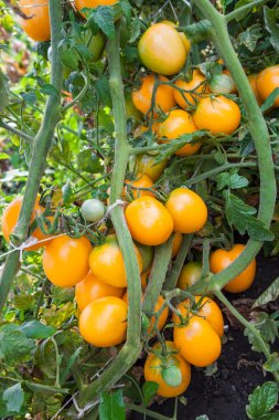 Turuncu domates büyüyen şube
