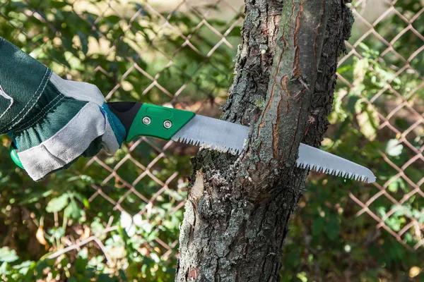 Beskärning av träd — Stockfoto