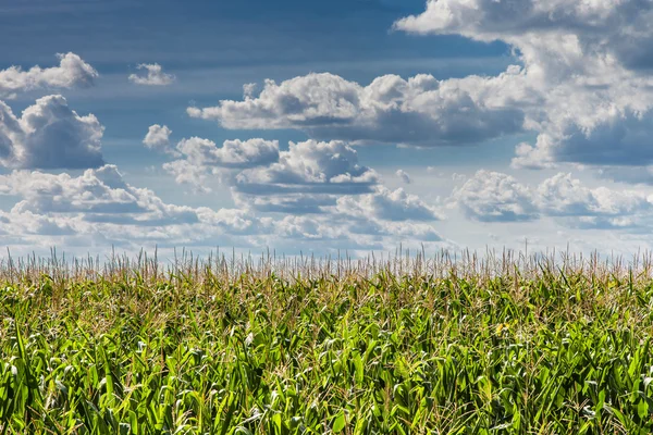 Cornfield — Stock Photo, Image