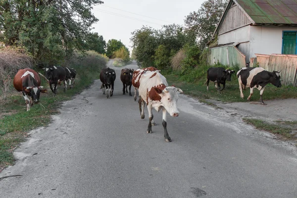 Kühe kehren von der Weide zurück — Stockfoto