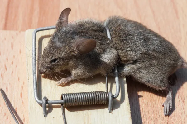 Rato morto em uma ratoeira — Fotografia de Stock