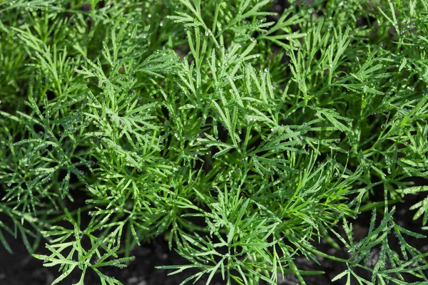 Dill herb — Stock Photo, Image