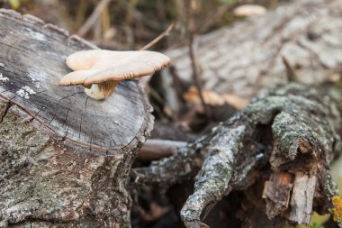 İstiridye mantarı.