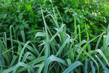 Sulu pırasa ve maydanoz