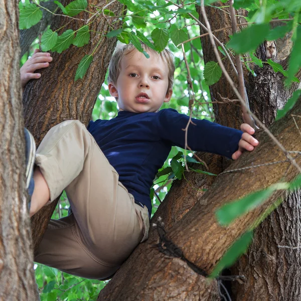 Boy climbed up a tree — Stock Photo, Image