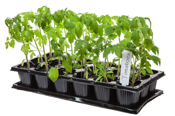 Tomatplantor — Stockfoto