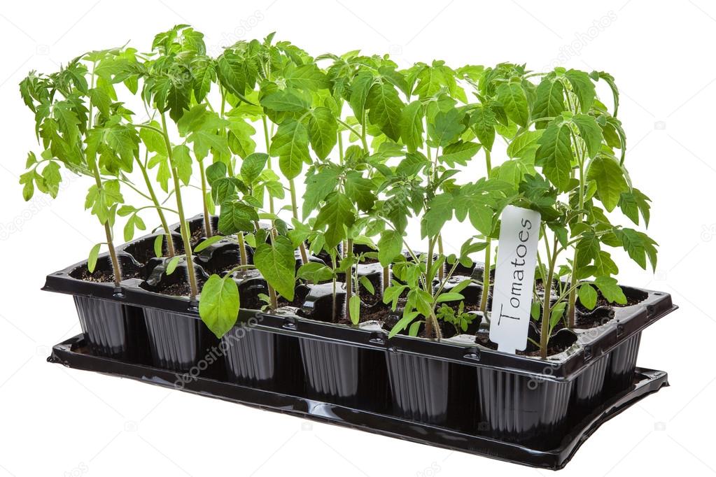 Tomato seedling