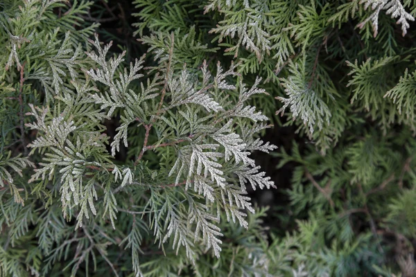 Thuja-Hintergrund — Stockfoto