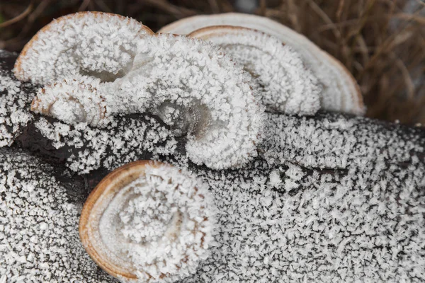 Champiñones cubiertos de escarcha — Foto de Stock