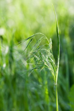 pila de ajos frescos