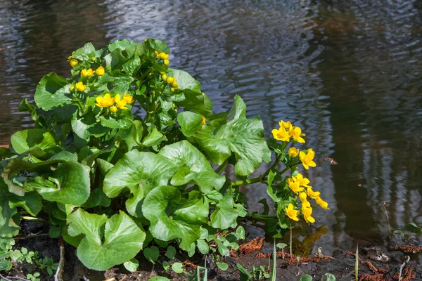 Marsh Marigold — Stock Photo, Image