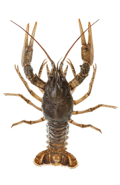 Alive crayfish — Stock Photo, Image