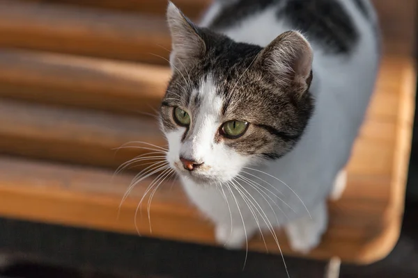 얼룩된 고양이 — 스톡 사진