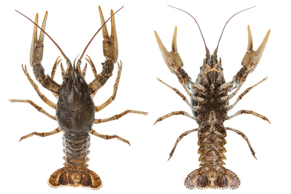 Alive crayfish — Stock Photo, Image