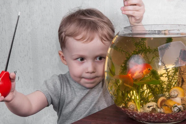 Boy catches fish in aquarium — Stock Photo, Image