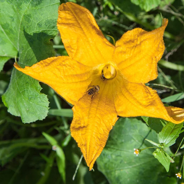 Bees pollinating flowers pumpkins — Stock Photo, Image