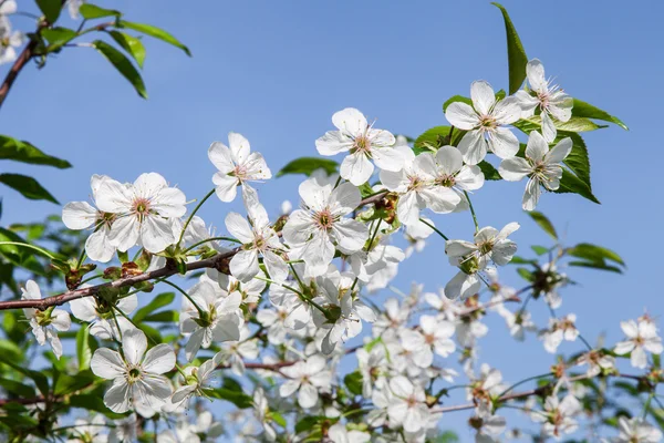 Wiosna blossom przeciw błękitne niebo — Zdjęcie stockowe