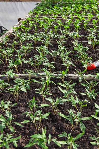 Junge Tomatenpflanzen — Stockfoto