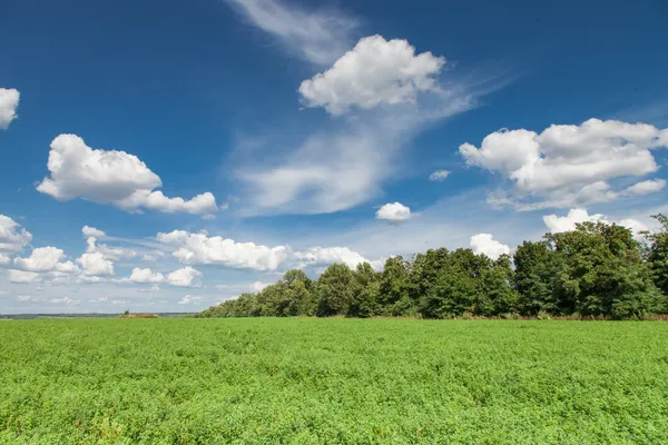 Câmpul Alfalfa — Fotografie, imagine de stoc