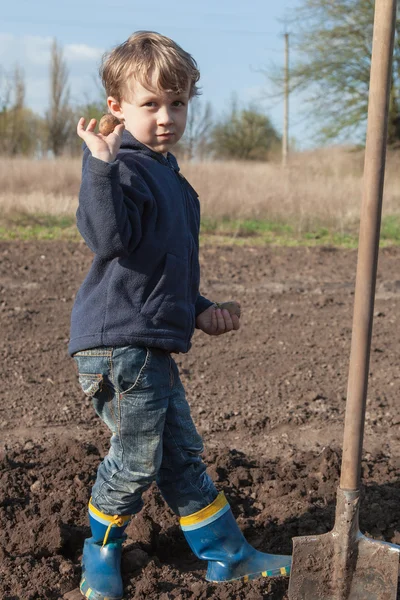 Poika istuttaa perunoita puutarhaan — kuvapankkivalokuva