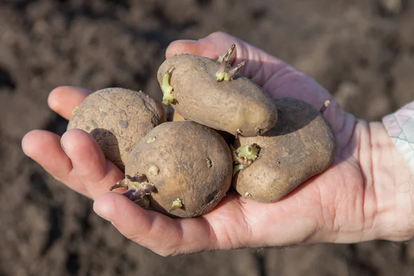 新赛季的植物土豆 — 图库照片