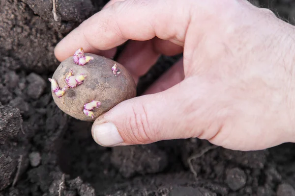 土壤里种植马铃薯块茎 — 图库照片