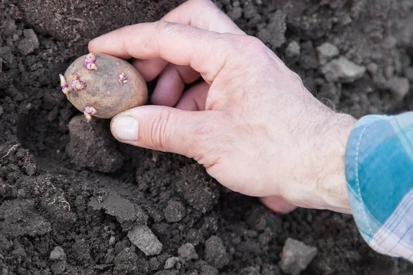 Planting potato tubers into soil — Stock Photo, Image