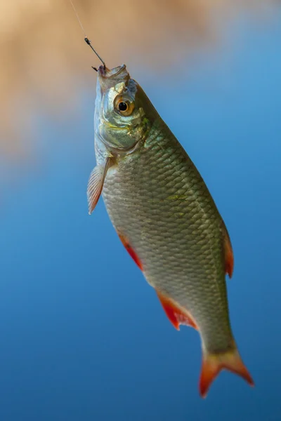 Φρέσκα ψάρια Ραντ — Φωτογραφία Αρχείου