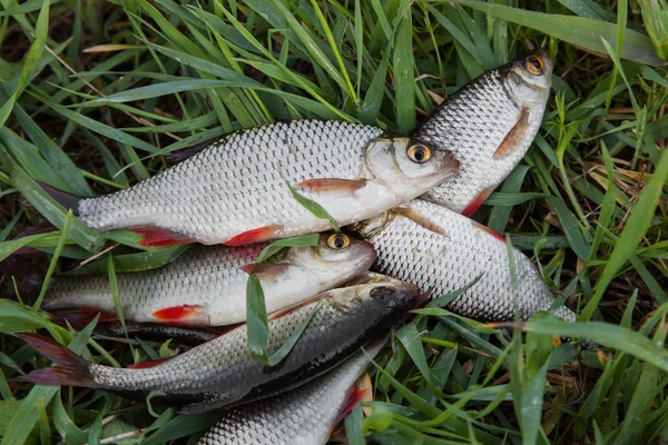 Frischer Fisch roh — Stockfoto