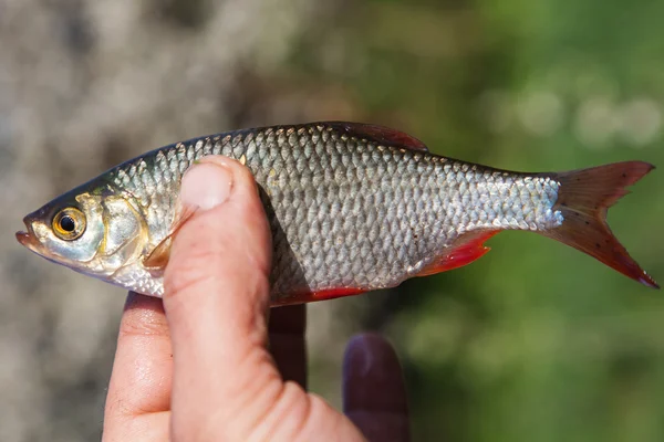 Frischer Fisch rodd — Stockfoto