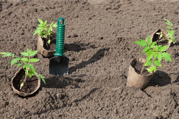 Plantando tomates no solo — Fotografia de Stock