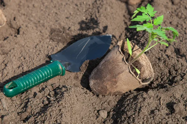 Plantera tomater i jorden — Stockfoto