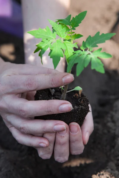 Toprağa domates ekiyorum.
