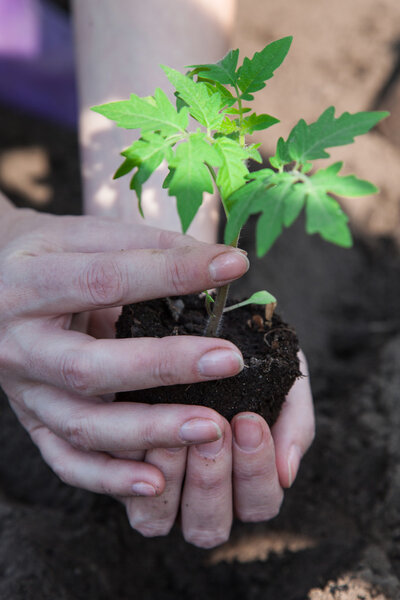 Planting tomatoes in the soil