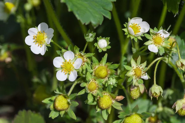 Unripe berries strawberrie — Stock Photo, Image