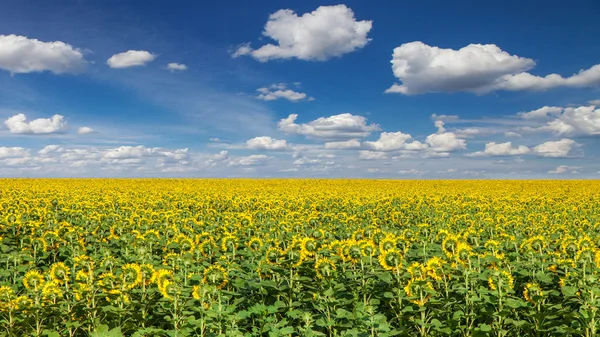 Zonnebloem veld onder de blauwe hemel — Stockfoto